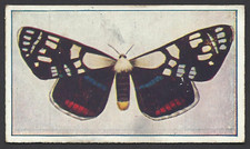 SNIDERS & ABRAHAMS - BUTTERFILES & MOTHS (CAPS) - #44 AGARISTA AGRICOLA