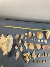Vintage Lot Of 50 Assorted Various Size Seashells