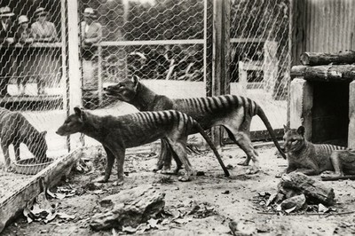der Tasmanische Tiger / Thylacin in Zoo Umgebung Foto