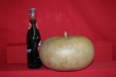 GOURDS  6 - LARGE CANTEEN  GOURDS (DRIED  AND CLEANED)