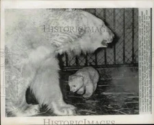 1956 Press Photo Polar Bears Claudia and Harvey at Detroit Zoo. - hpw13720