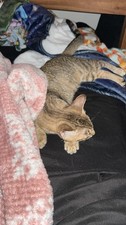 RESCUED KITTY PHOTO FOR SALE YOUR PHOTO PURCHASE WILL HELP FEED CATS/KITTYS ETC.