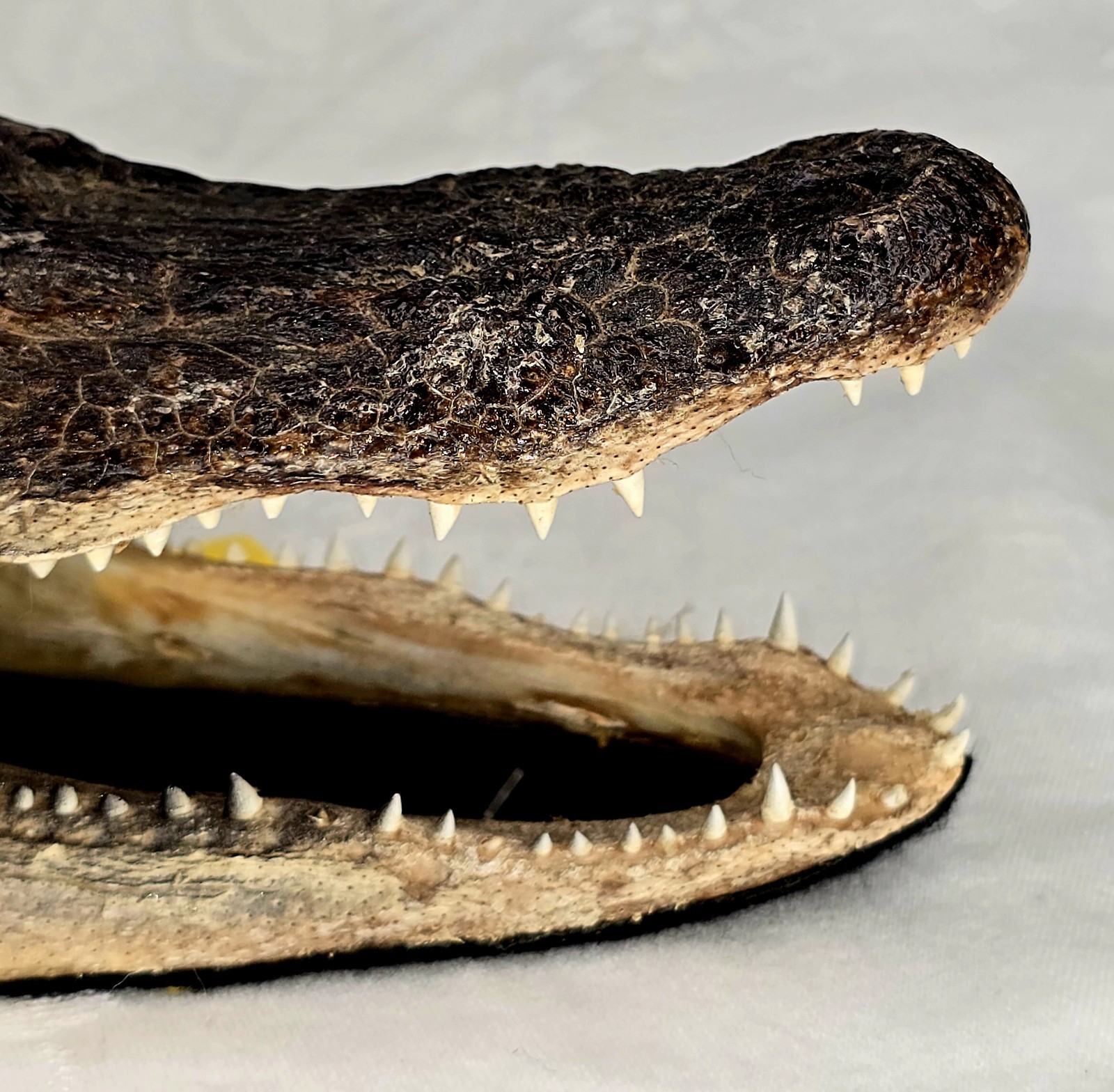 Authentic 7" American Alligator Head - Gator Daves Felt Lined Taxidermy Head