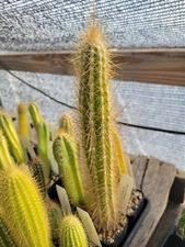 Pilosocereus polygonus (JQ 13) (cactus - succulent - plant)