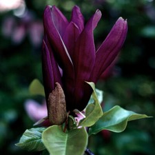 Flowering Shrub, Magnolia Genie, Compact Maroon Blooms, Spring Display, 2L