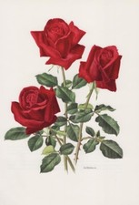 Rosa 'Hidalgo' Fiori Rosa Rose Offset-Lithografie 1985 Anne Trechslin