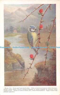 R418199 Blaumeise Hahn und Henne ähnlich C W Faulkner Serie 1709