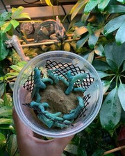 Live Hornworm Cup 25-35 Count  UPS Shipping  for Bearded Dragons and Reptile
