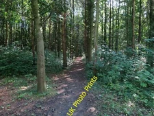 Photo 6x4 Path through woodland Haverhill/TL6645 On the edge of Wilsey,  c2015