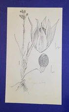 Orig illustration pen & ink Michael Terry signed Luzula bulbosa wall art
