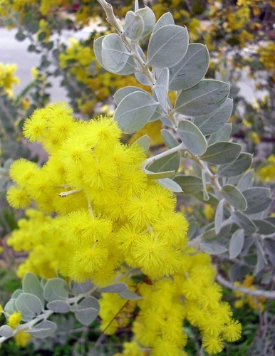Acacia podalyriifolia ( Mount Morgan Wattle ), 25 seeds