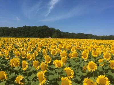 Gestreifte Sonnenblumenkerne 25 kg Vogelfutter TOP gereinigt