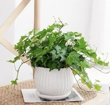 English Ivy Rooted Cuttings (6 pieces )，Hanging Plants