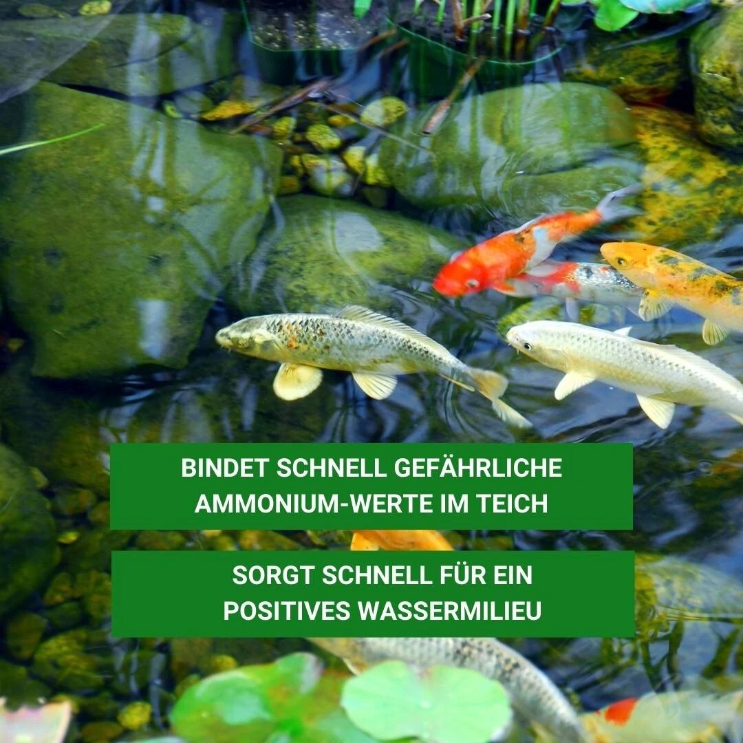 Bild 6 von 7