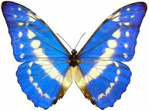 Taxidermy Prepona praeneste Butterfly from Peru in Box Frame