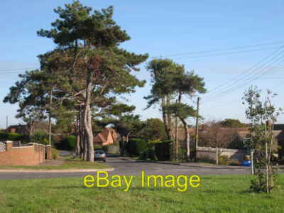 Photo 6x4 Large Trees on Shepherd's Way, Fairlight Cove, East Sussex  c2008