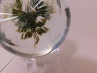 A Dazzling Signed William Manson 2 Yellow & Gray Wild Roses ArtGlass Paperweight — photo 6