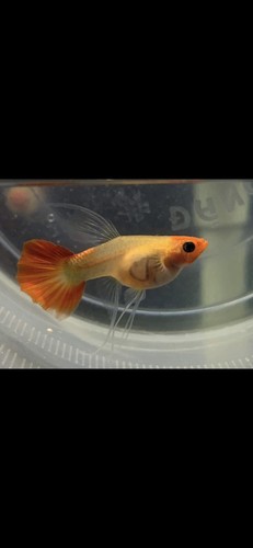 Pre-order 1 Trio Koi Glass belly Short body Ribbon Fish Aquarium Ship on Oct24th