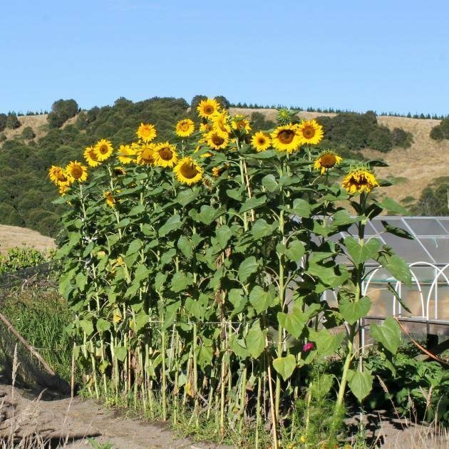 50+MAMMOTH Russian SUNFLOWER Seeds Organic Giant Huge Annual Wildflower