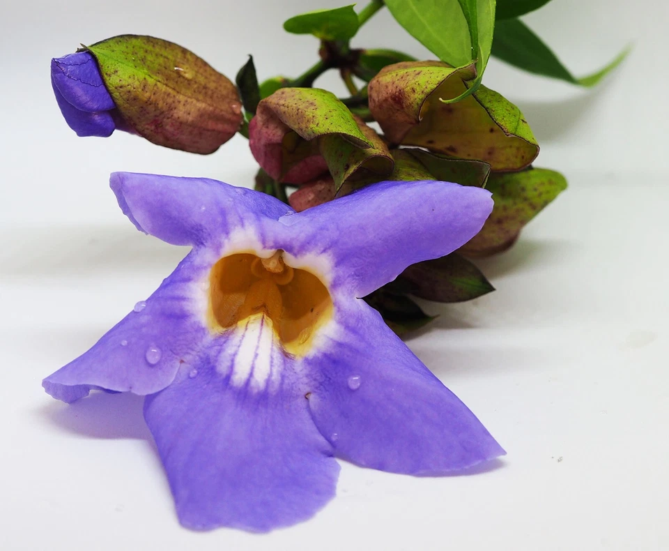 MORINGA SHOP Thunbergia Capsules (thunbergia laurifolia) - 100% Whole No Fillers