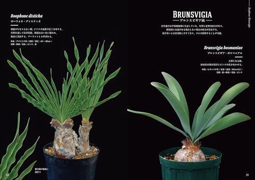 Cape Bulb Illustrated Guide Contains over 230 carefully selected bulbous plants - Picture 2 of 13