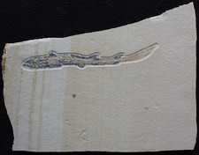 Shark  91 - Excellent Specimen Zero Damage or Repairs Cretaceous Fossils Lebanon