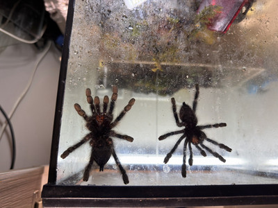 Two female pink toe ready to breed