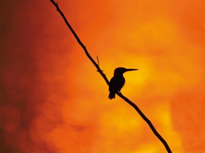 Common Kingfisher   **    Postkarte  *** EISVOGEL   # 18