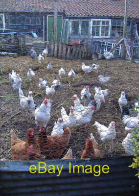 Photo 6x4 Walkington hens Noisy and apparently hungry crowd next to the f c2007