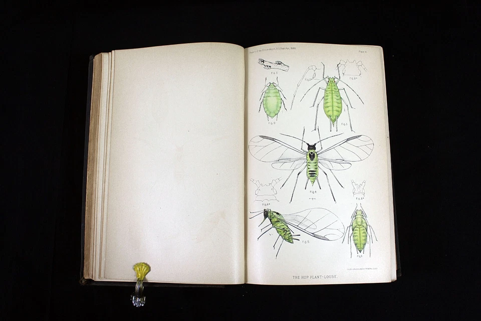 Report of The Commissioner of Agriculture for 1888 Color Lithographs - Image 4 of 4