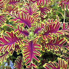 Coleus 'Skeletal'  2 plug plants, container plant, basket plant
