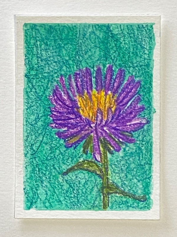 ACEO Original, Purple Aster Flower, Hand Drawn, 3.5 x 2.5 by TheMaudeLife