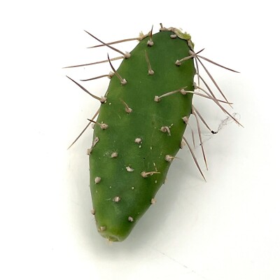 1 x Pad unrooted cuttings Opuntia Quitensis Prickly Pear Cactus 2-3in | eBay