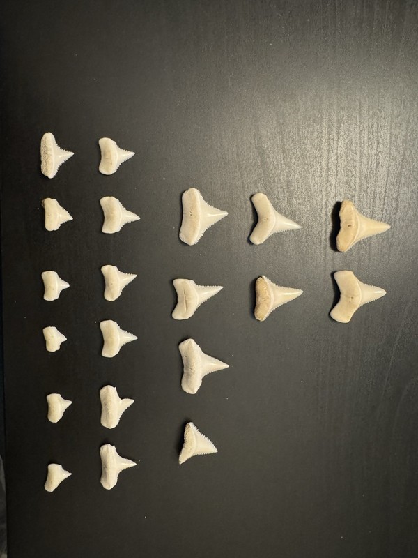 20 GW Shark Teeth Set Rare Also Single Tooth Available