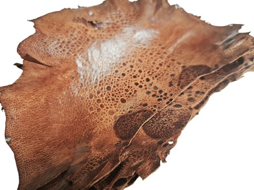 small brown GENUINE Bullfrog skin leather - 第 2/5 張圖片