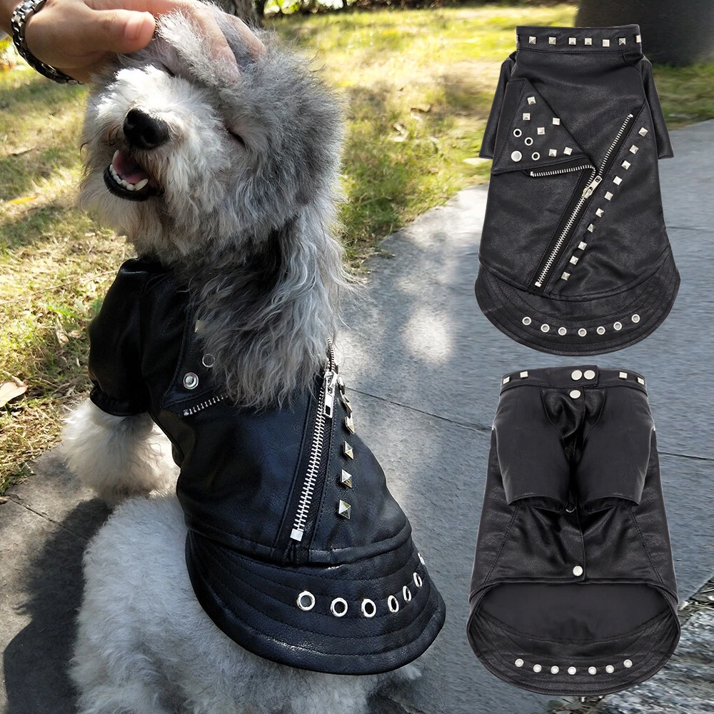 Dog in store leather jacket