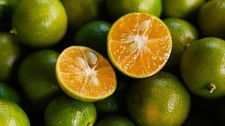 Live Calamansi (Filipino Lime) Citrus Seedling – 5–10cm Tall – Grower’s Choice