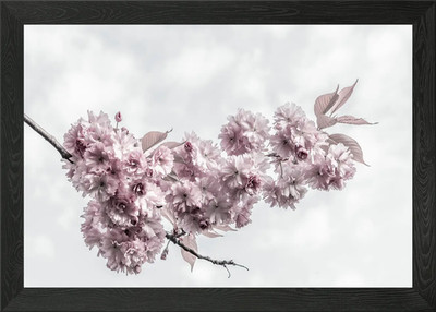 Branch with cherry blossom Framed Wall Art Poster Canvas Print Picture