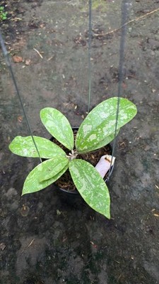Hoya Sp kalbar High Splash Real Picture