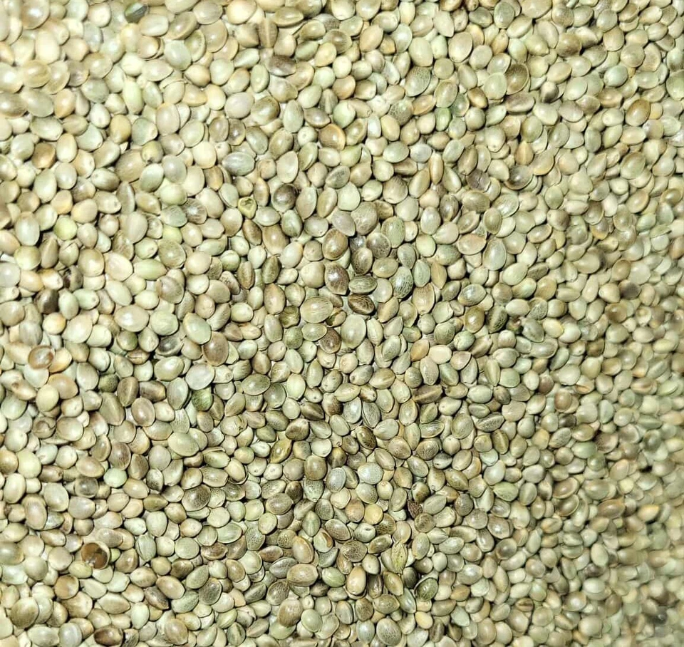 Premium Kosher Hemp Seed Nuts – 100% Food Grade & Nutrient-Rich! - Image 4 of 4