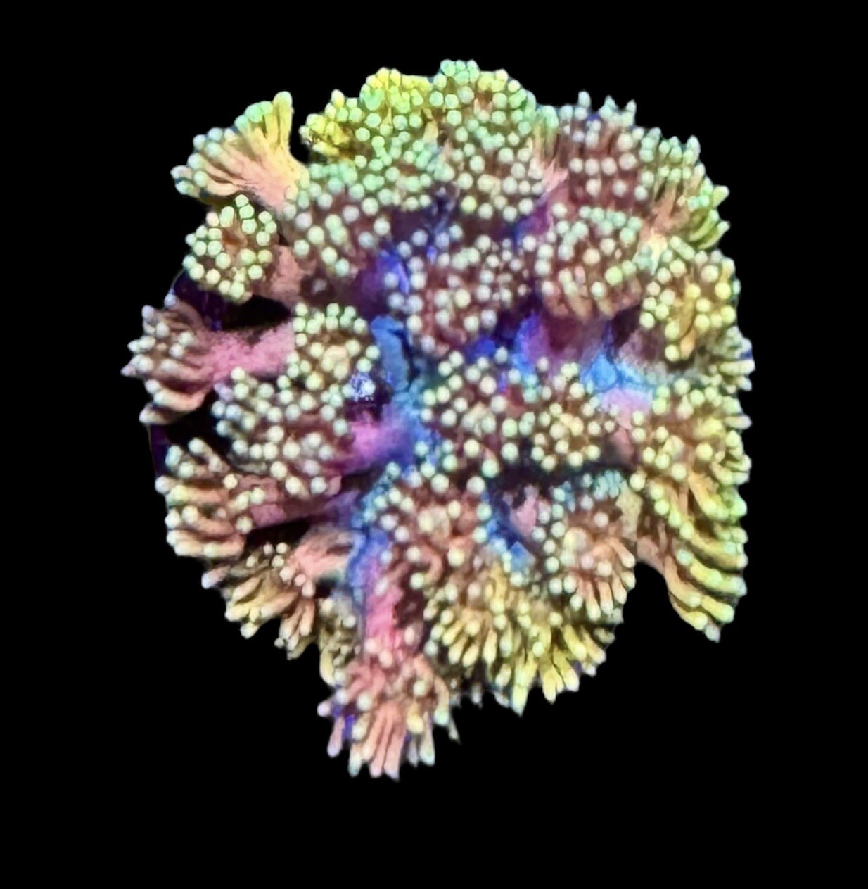 Rainbow Goni Coral Frag Live Corals Frags WYSIWYG Goniopora eBay