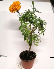 Marigold (Tagetes) Potted Plant Orange/Green Outdoor Flowering  30 Cm
