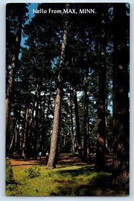 1960 Max Minnesota MN Vintage Postcard Norway Pine Northern Red Pine State Tree