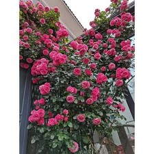 200pcs Pink Climbing Rose Seeds - Heirloom Variety for Your Garden