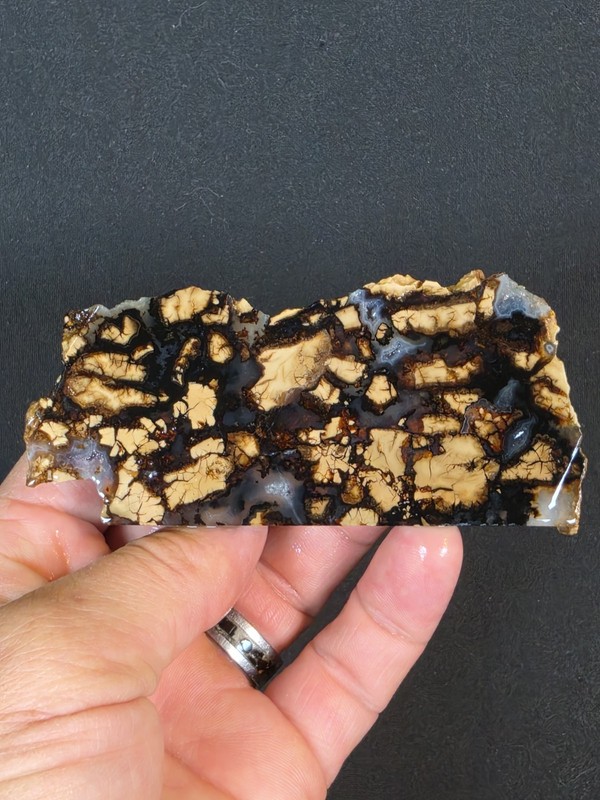 RARE Stepfoinite Jasper Slab (Wyoming)