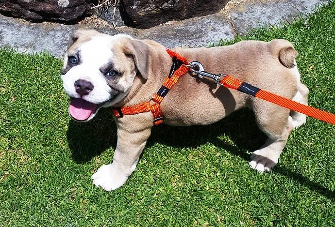 Rogz Step In Harness - Image 4 of 4