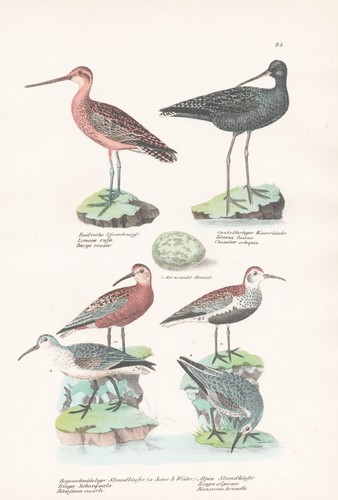 Shorebird Tringa Lithograph Schinz 1830