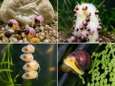Live Freshwater Mystery Snails Magenta / purple or ivory