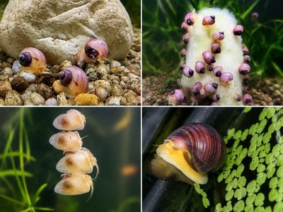 Live Freshwater Mystery Snails   Magenta / purple