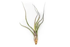 Large Baileyi Air Plant 6–8 Inches – Easy Care Indoor/Outdoor Succulent Decor